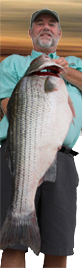 Bill Vines