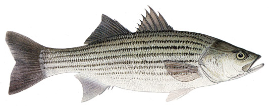 Saltwater Stripe